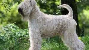 Irský měkký pšeničný teriér